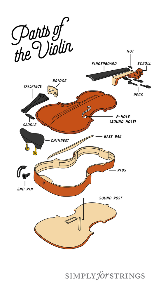 Parts of the violin | Simply for Strings