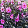 Dahlia 'Magenta Star'