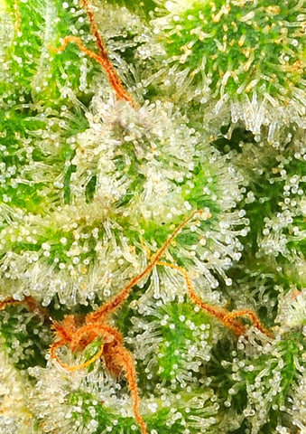 Auto Jack Herer