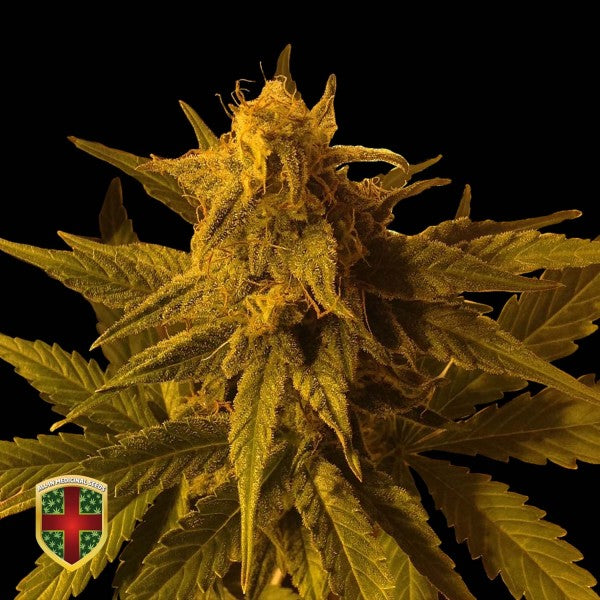 Big Marley Automatic Big Marley Automatic