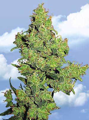 Flying Dragon Flying Dragon Marijuana Seeds