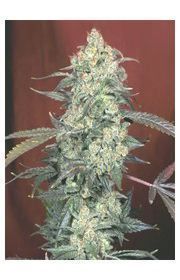 AK47 AK47 Marijuana Seeds