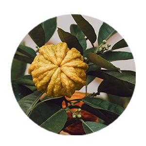 Orange Peel Extract