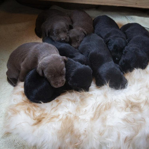 Twiggys puppies