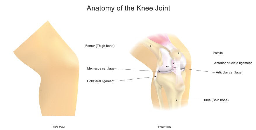 Knee anatomy image 