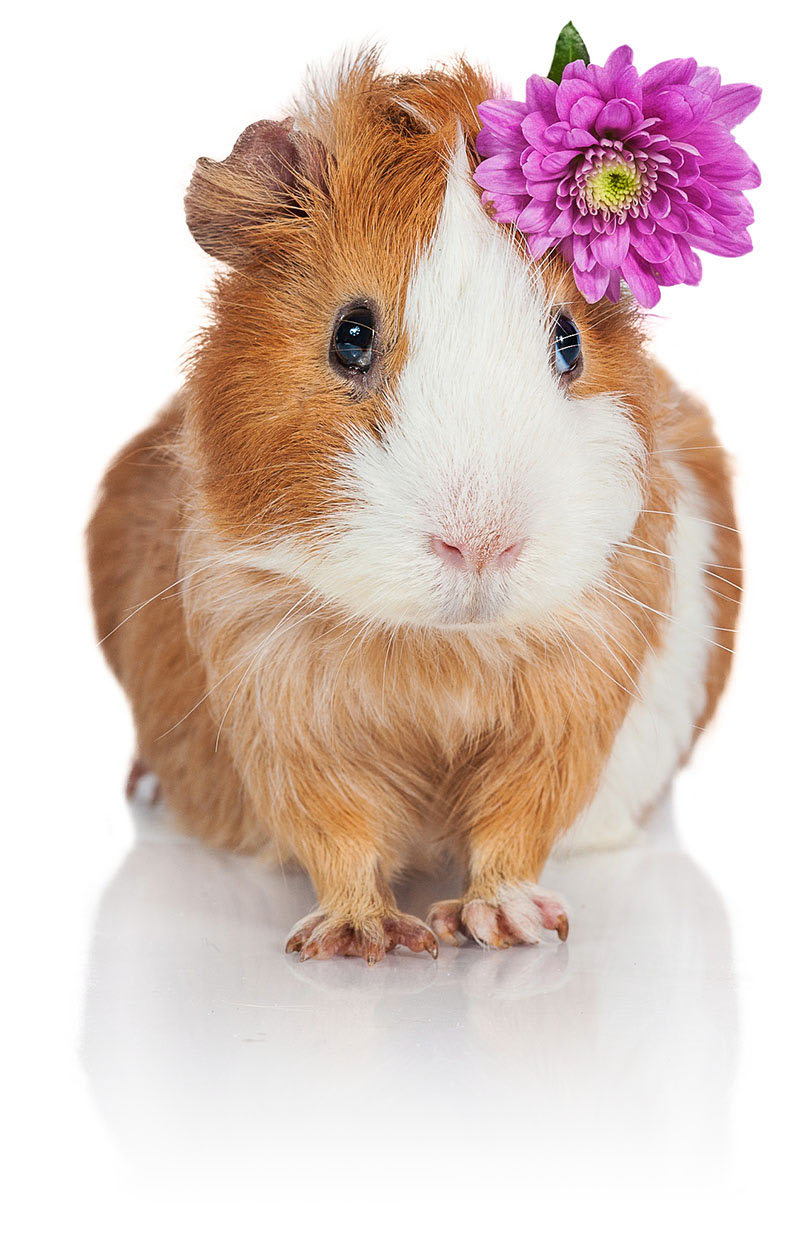 A guinnea Pig with a Flower!!!