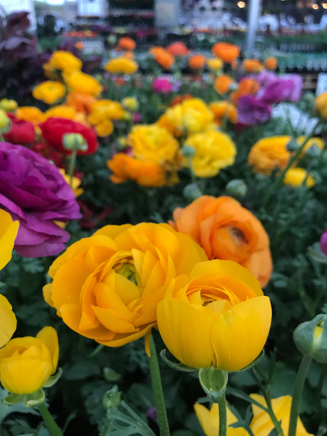 Summer-Blooming Bulbs