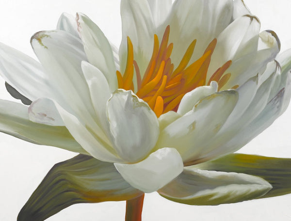 Waterlily by Stephanie Tetu - FINEPRINT co