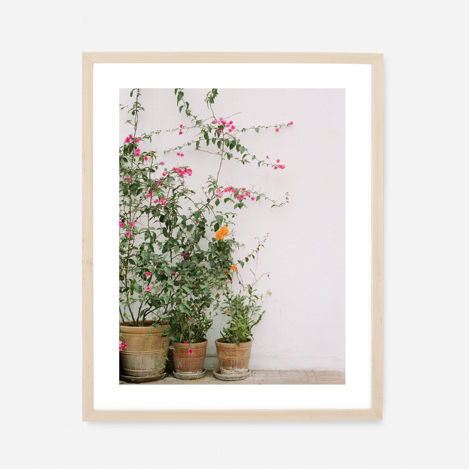 bougainvillea