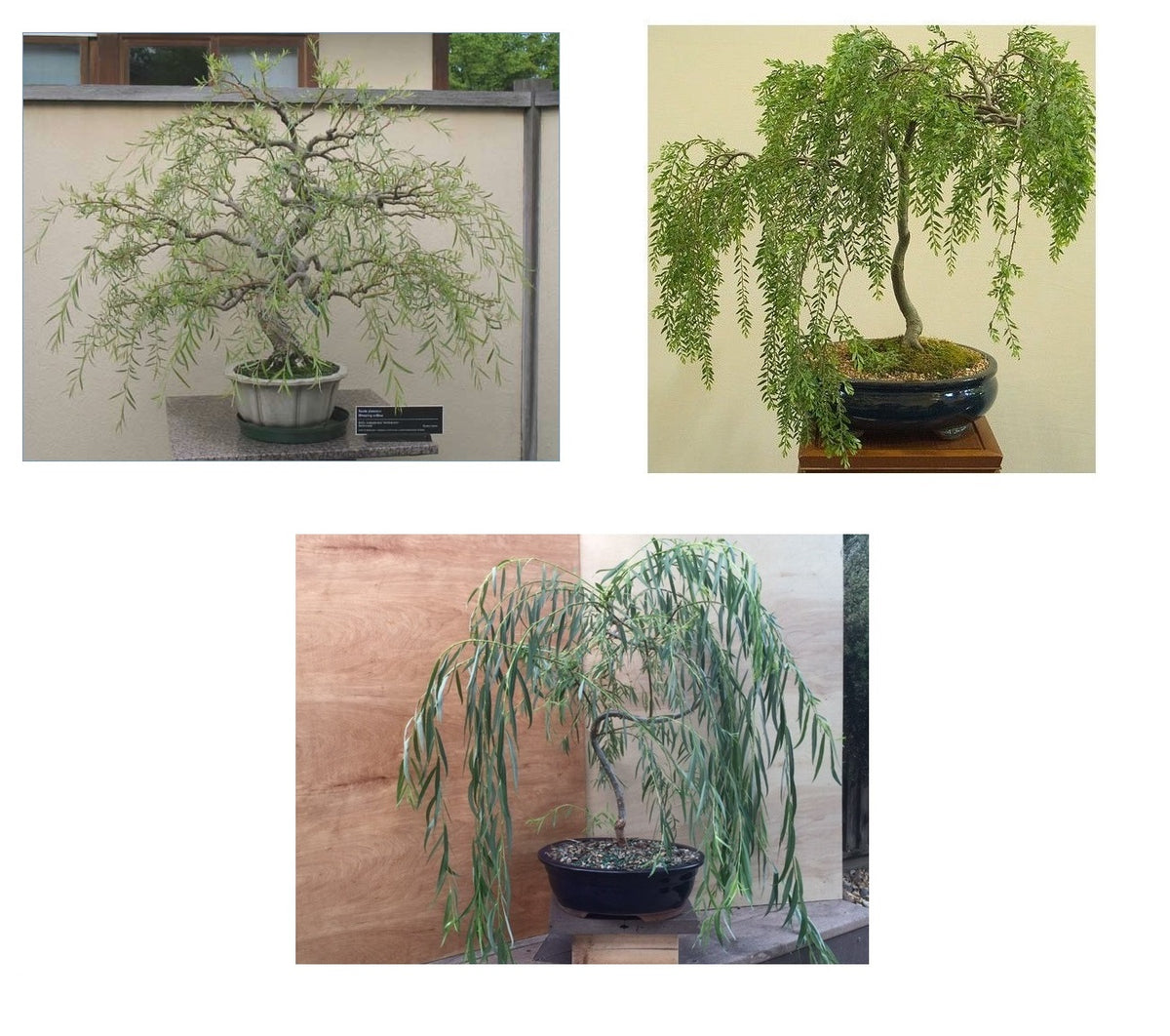 1 Bonsai Willow Tree Bundle 3 Thick Trunk Bonsai Trees