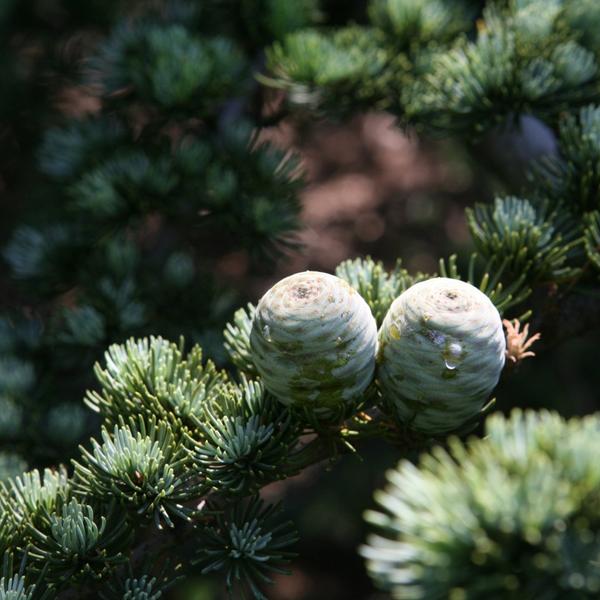 Cedarwood Oil