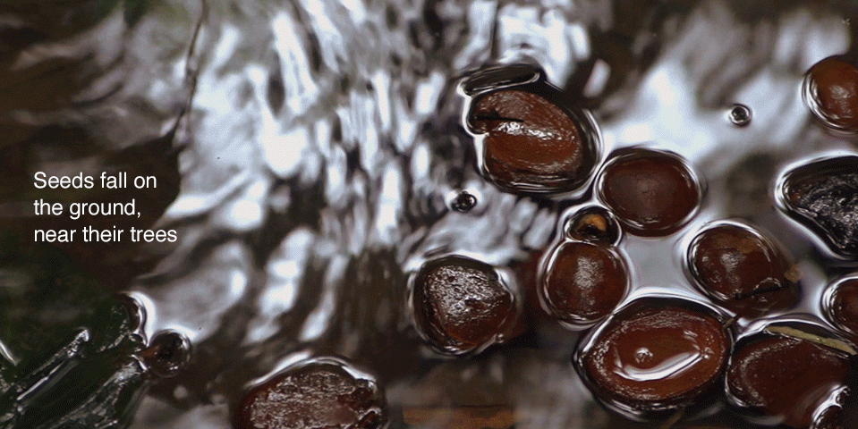 Andiroba Extraction Process