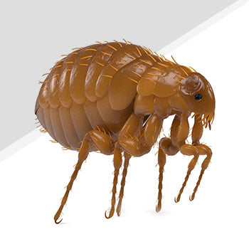 Flea Pest Control