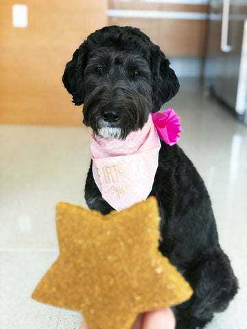 A Star-Shaped Natural Dog Treat Being Handed to a Black Goldendoodle For Her First Birthday