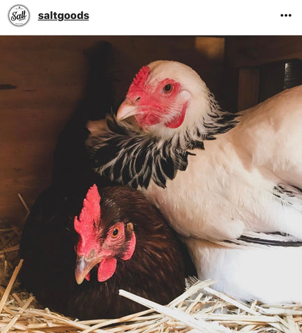 @saltgoods IG chicken pet parents Chicken Moms & Dads of Instagram
