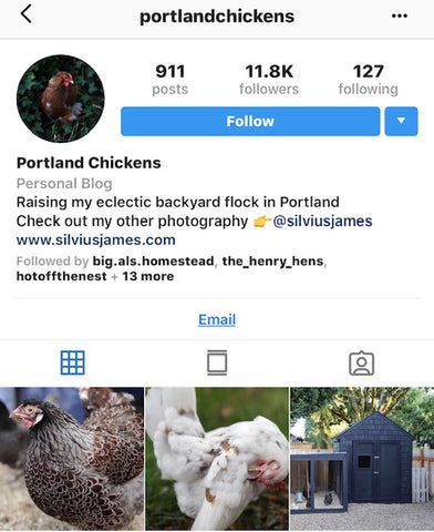 @portlandchickens IG chicken pet parents Chicken Moms & Dads of Instagram