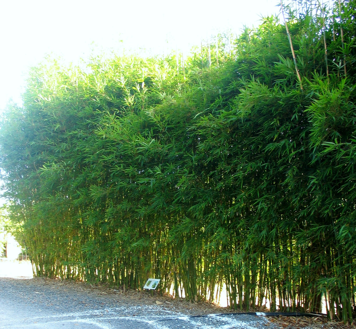 Gracilis Most Popular Screening Bamboo