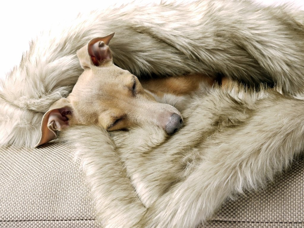 Charley Chau Faux-Fur Dog Blanket in Oatmeal