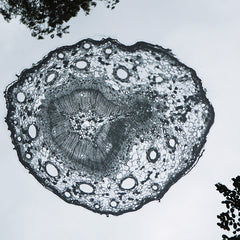 Macroscopic Slide - Pine Stem Window Cling - Vanessa Gelvin
- 2