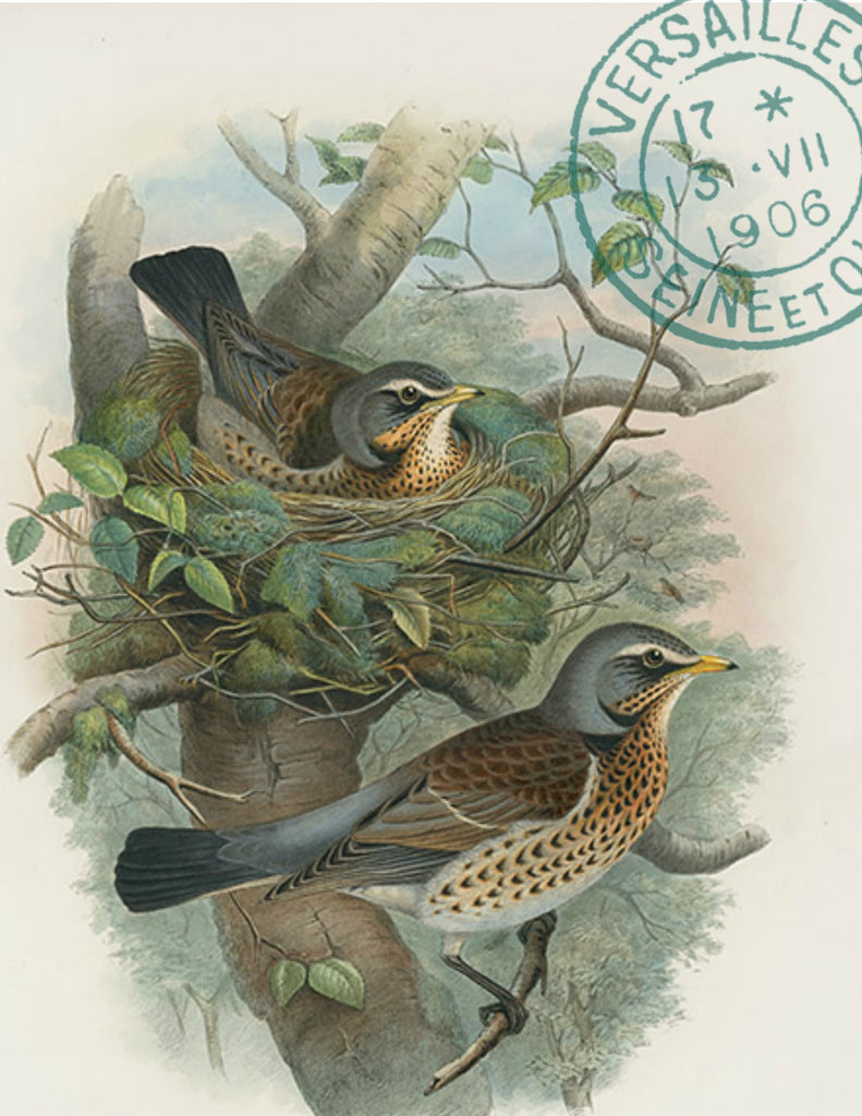 Two Birds with Nest Print, Pillow, Note Cards