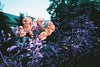 กล้องใช้แล้วทิ้ง Lomography Simple Use LomoChrome Purple