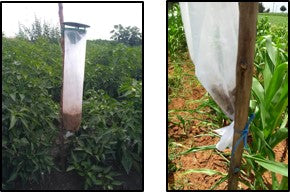 Pheromone traps with lures installed for Fall Army worm