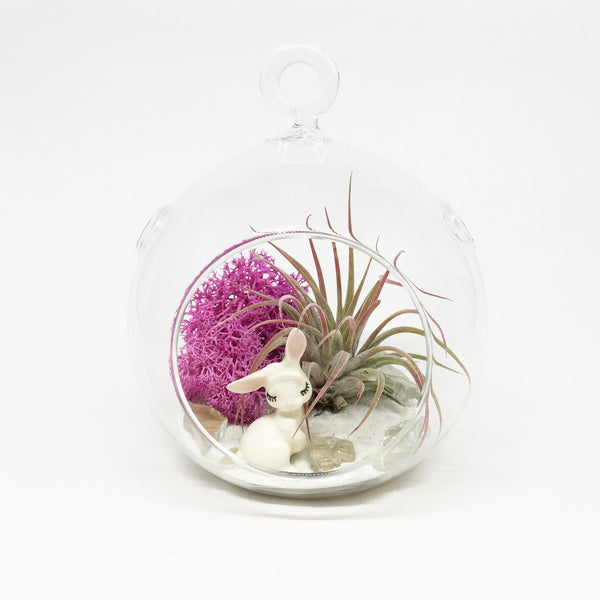 Bunny Air Plant Terrarium Kit
