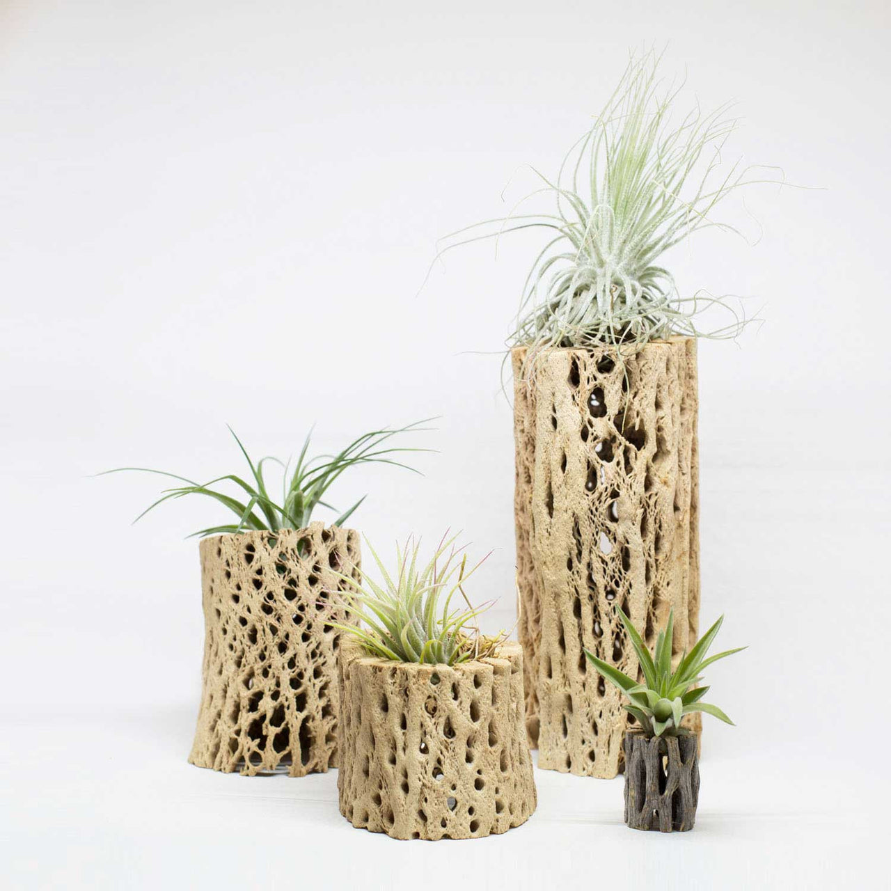 Cholla Wood and Air Plant Display