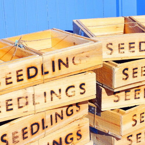 Wooden Seed Tray