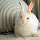 Snow Rabbit