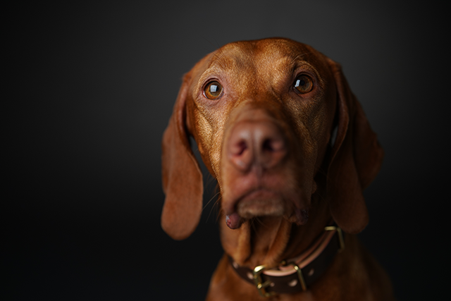 Image of brown dog taken with Sony animal Eye AF 