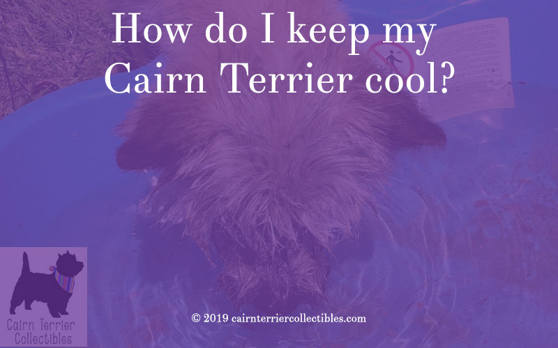 How do I keep my Cairn Terrier cool? - Cairn Terrier Collectibles