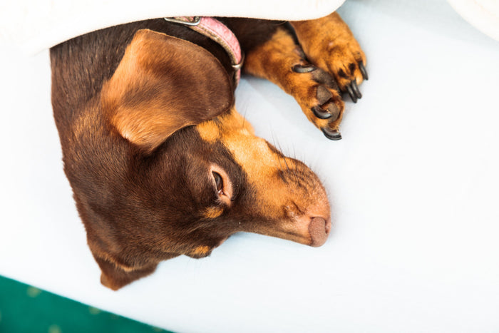 Can CBD Help Manage Your Dog’s Seizures?