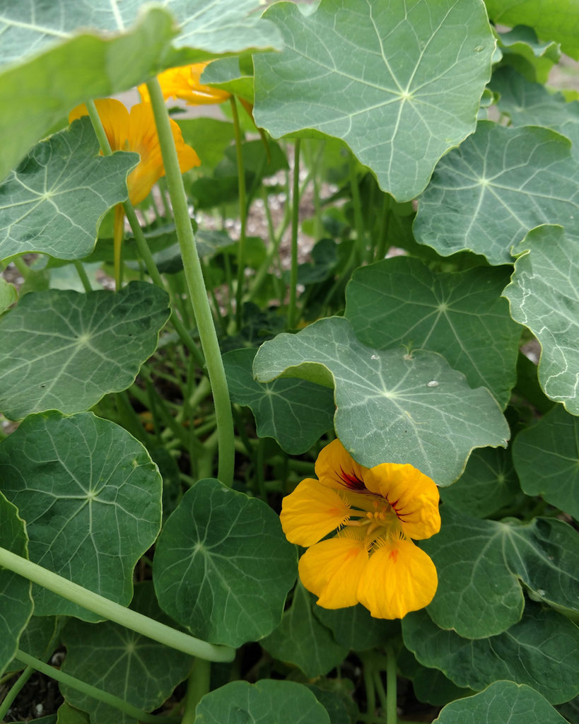 Pollinator Garden Challenge Combo