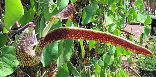 Aristolochia ringens - Gaping Dutchmans Pipe - 10 seeds