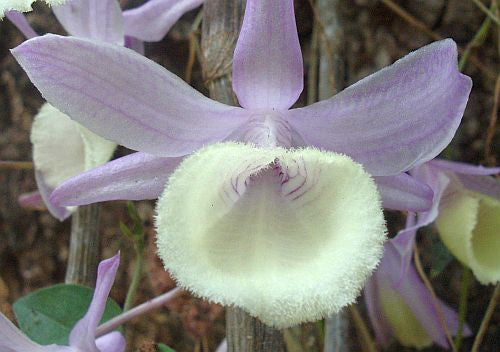 Dendrobium aphyllum - orchids - 100 seeds