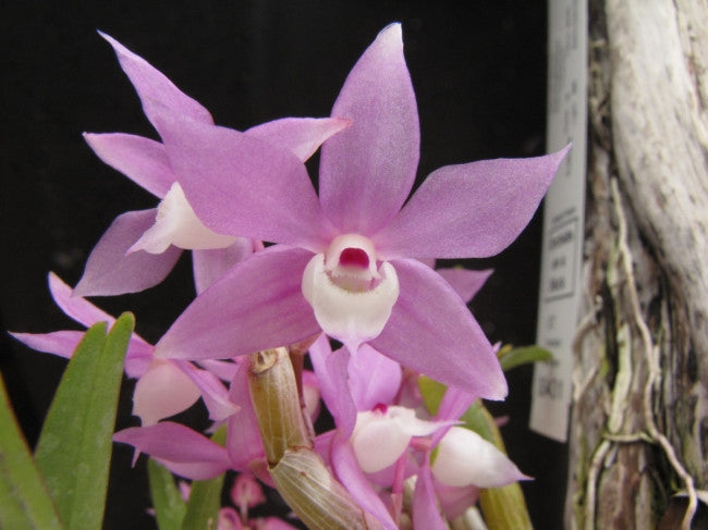 Dendrobium hercoglossum - orchids - 100 seeds