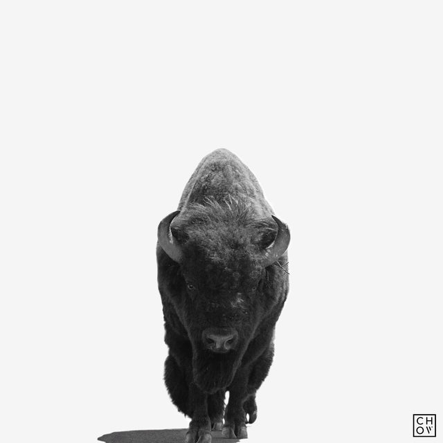 Bison // Yellowstone