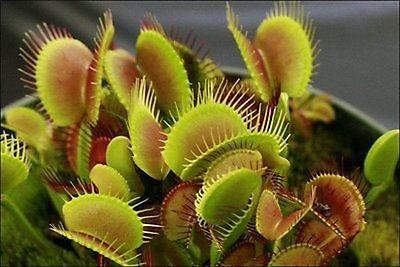 Venus Flytrap Plant (10 Seeds)