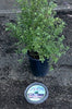 2 Pack Digger's RootGuardTM 5-Gallon Speed Baskets, Gopher Wire Baskets