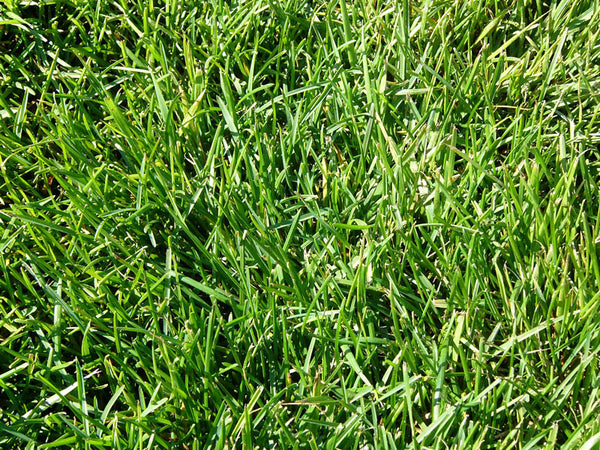 Medallion Plus Tall Fescue 90/10 Premium Grass Seed Blend 5 LBS