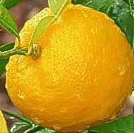 Yuzu Fragrant Oil