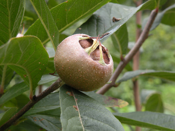 Medlar, 'Westerveld'