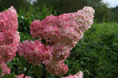 Hydrangea paniculata VANILLE FRAISE ’Renhy’
