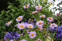 Kalimeris mongolica 'Antonia'