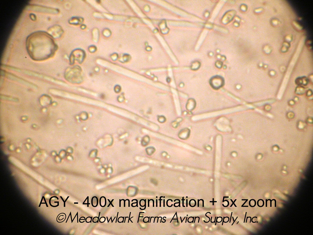 Avian Gastric Yeast - Megabacteria in Birds