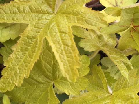 Image of x Heucherella 'Alabama Sunrise' (PBR)