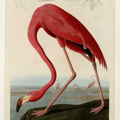 100% Hand Painted Oil on Canvas - Audubon - American Flamingo - Plate 431 (original) 100% Hand Painted Oil on Canvas - Audubon - American Flamingo - Plate 431 (original)