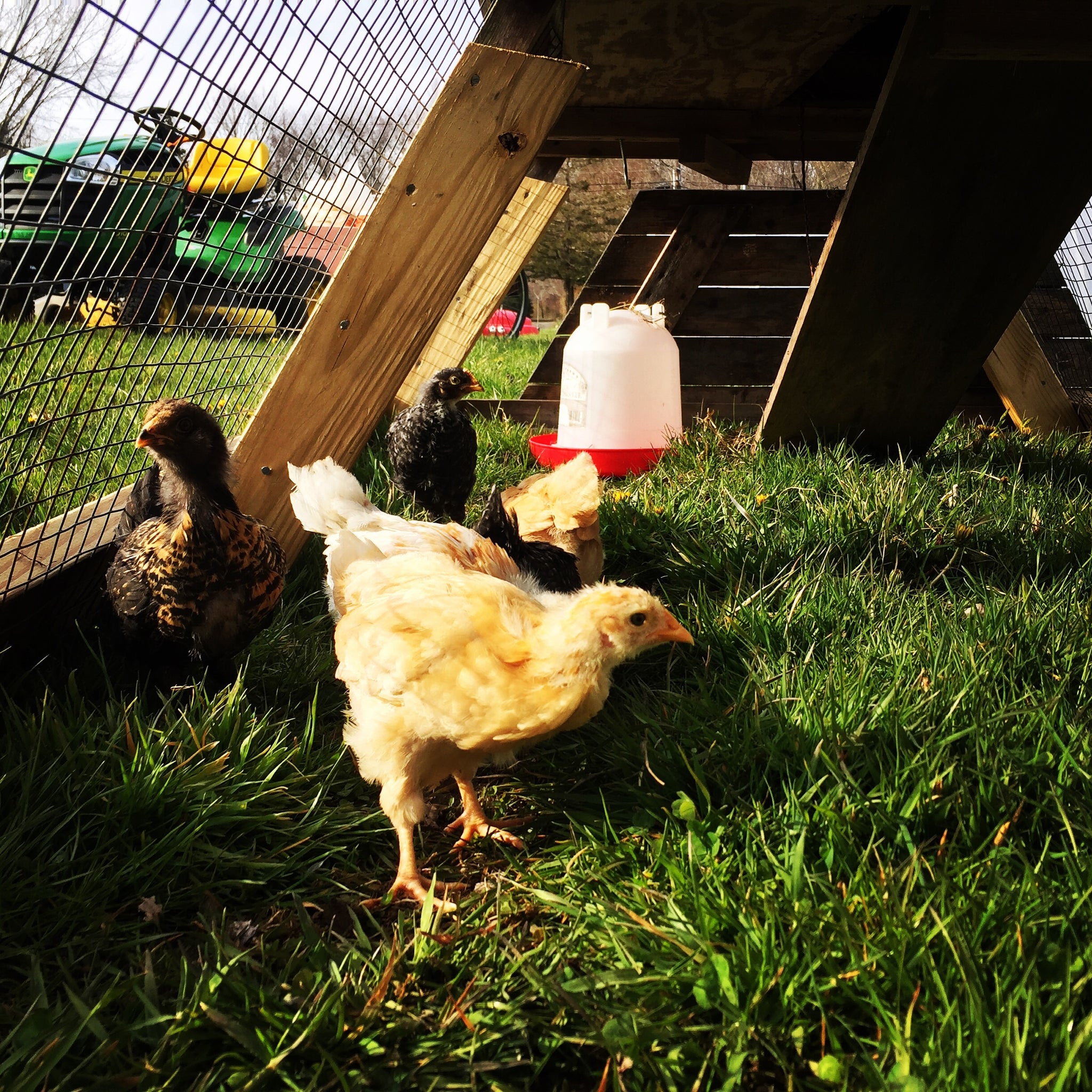 Backyard Chickens for the Whole Family - 90 Min Intensive Workshop