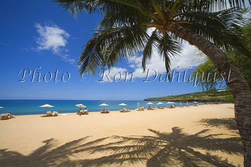 Palm trees on beautiful Hulopoe Beach at Manele Bay, Lanai, Hawaii Palm trees on beautiful Hulopoe Beach at Manele Bay, Lanai, Hawaii